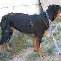 ACLRottie Mandy Can Rehab brace